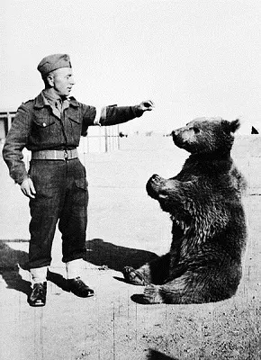 El oso que se convirtió en la mascota de una compañía del ejército polaco