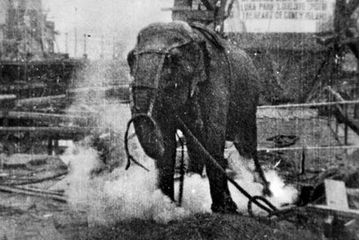 La elefanta a la que condenaron a morir electrocutada