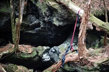 El bosque Aokigahara, el lugar preferido de los japoneses para ir a suicidarse